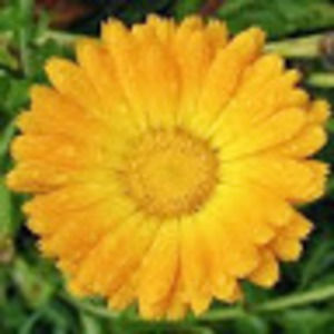 Meet your Posher, Leilani